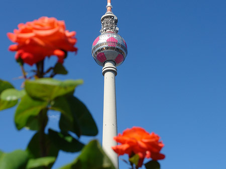Fernsehturm und Rosen