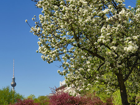 Fotos Frühling