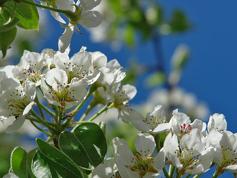 Foto Frühling