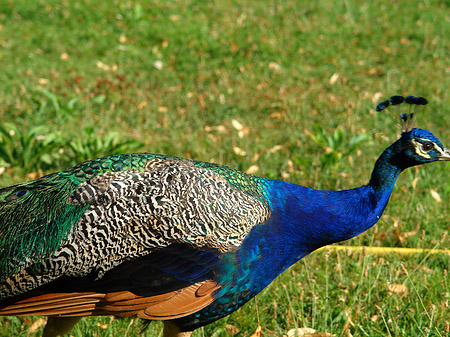 Fotos Pfau