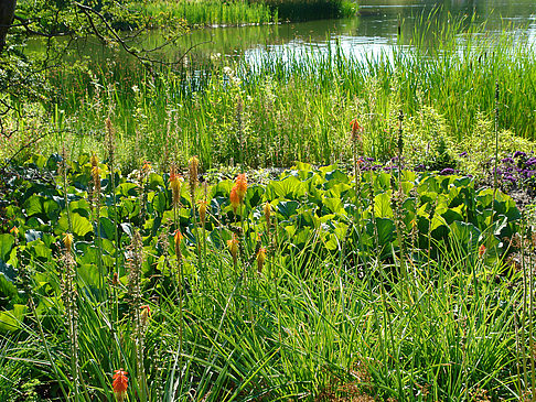 Foto Planten un Blomen - Wiese am Parksee - Hamburg