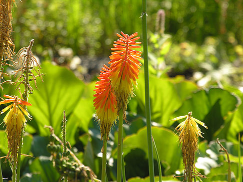 Fotos Planten un Blomen - Wiese am Parksee | Hamburg