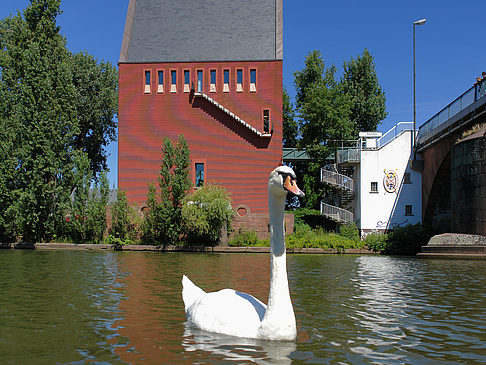 Fotos Schwan vor dem Neuen Portikus | Frankfurt am Main
