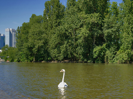 Foto Main mit Schwan - Frankfurt am Main