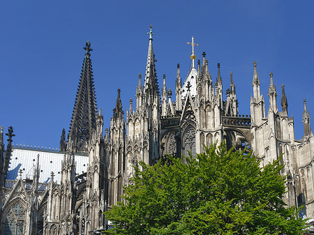 Foto Kölner Dom mit Baum - Köln